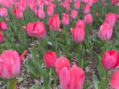 -长春公园(普阳街道)