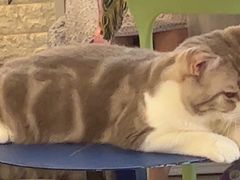 -平行世界·猫咖(首经贸店)