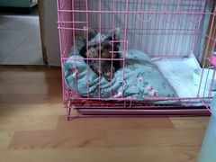 -宠爱多约克夏马尔济斯泰迪小型犬专卖