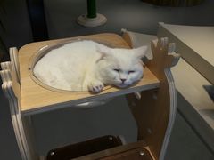 -飞行喵MR PILOT|猫舍·猫咖(静安大融城店)