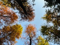 -番禺大夫山森林公园