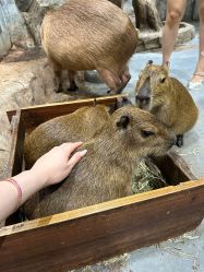 -Zoolung Zoolung动物主题公园(海信广场店)