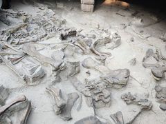 -自贡恐龙博物馆