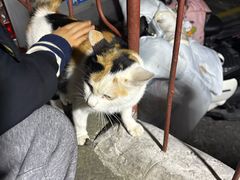 -重庆特色冷锅鱼(武大店)