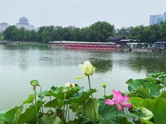 -莲花池公园