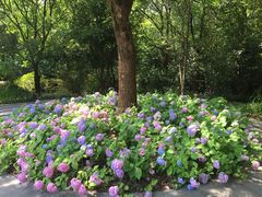 -上海吴淞炮台湾国家湿地公园
