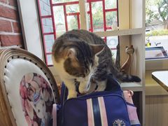 -猫小院猫主题餐厅(南锣旗舰店)