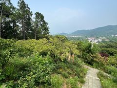 -香雪海