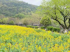 -八卦田遗址公园