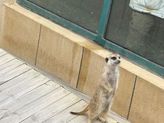 -合肥野生动物园