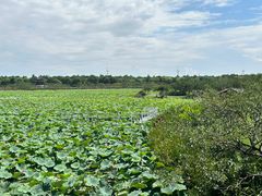 -上海海湾国家森林公园