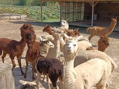 -池杉湖湿地公园