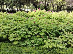 -洛阳市隋唐城遗址植物园