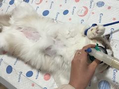 -灵美宠物诊所
