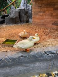 -Zoolung Zoolung动物主题公园(海信广场店)