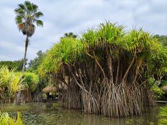 景点-中国科学院西双版纳热带植物园