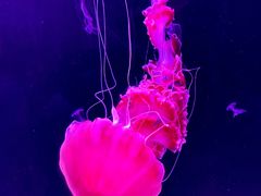 -珠海长隆海洋王国