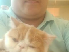 -飞行喵MR PILOT|猫舍·猫咖(静安大融城店)