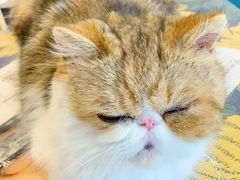 -平行世界·猫咖(首经贸店)