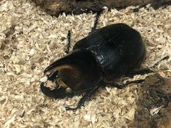 -上海大自然野生昆虫馆