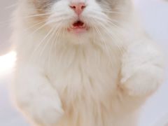 -COLOR PETS 撸猫馆·购猫·猫咖(长风大悦城店)