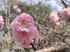 -梅花山(明孝陵内)