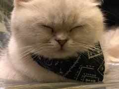 -猫色咖啡·猫咖
