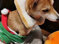 -逗柴咖啡屋·狗咖猫咖宠物桌游