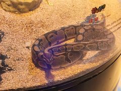 -萌宠奇缘(荣鼎店)