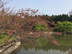 -嘉定紫藤园