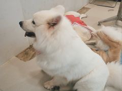 -共舞时光猫咖·狗咖(新街口店)
