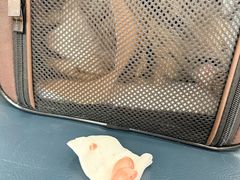 -伟伟宠物医院·瑞派猫友好医院·猫科(光谷店)