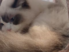 -喵喵咪呀布偶猫咖(春熙路店)