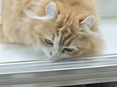 -青石桥花鸟鱼虫市场(叠翠城店)