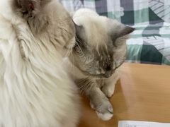 -鼓捣猫呢主题猫咖店