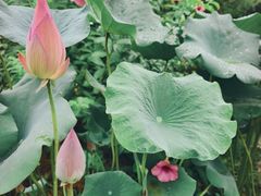 -云溪植物园