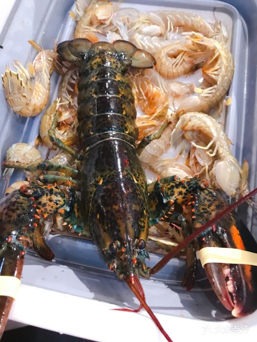 超级物种(七宝宝龙城店)波士顿大龙虾图片