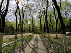 -柳浪闻莺公园
