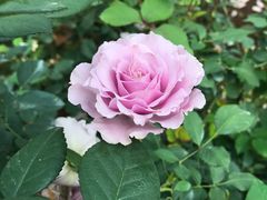 -人民公园(罗湖区)