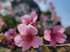 -顾村公园
