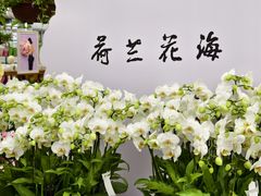 -荷兰花海