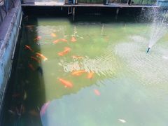 -东江湖游水三文鱼美食城