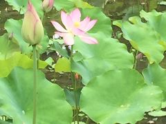 -贵阳市花溪国家城市湿地公园