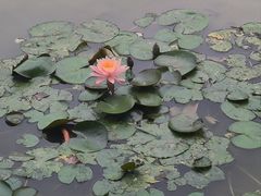 -深圳国际园林花卉博览园