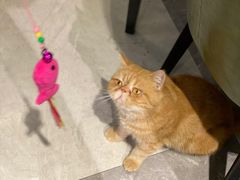 -猫小院猫主题餐厅(三里屯店)