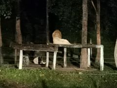 -清迈夜间动物园
