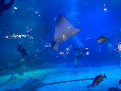 -烟台海昌鲸鲨海洋公园