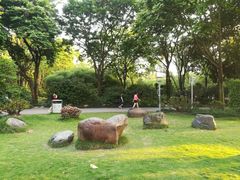 -金花茶公园