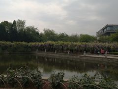 -嘉定紫藤园