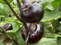 -庞各庄翠芳园西瓜蔬菜基地采摘园